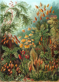 Ernst Haeckel - Muscinae en couleurs - 50 x 70 cm