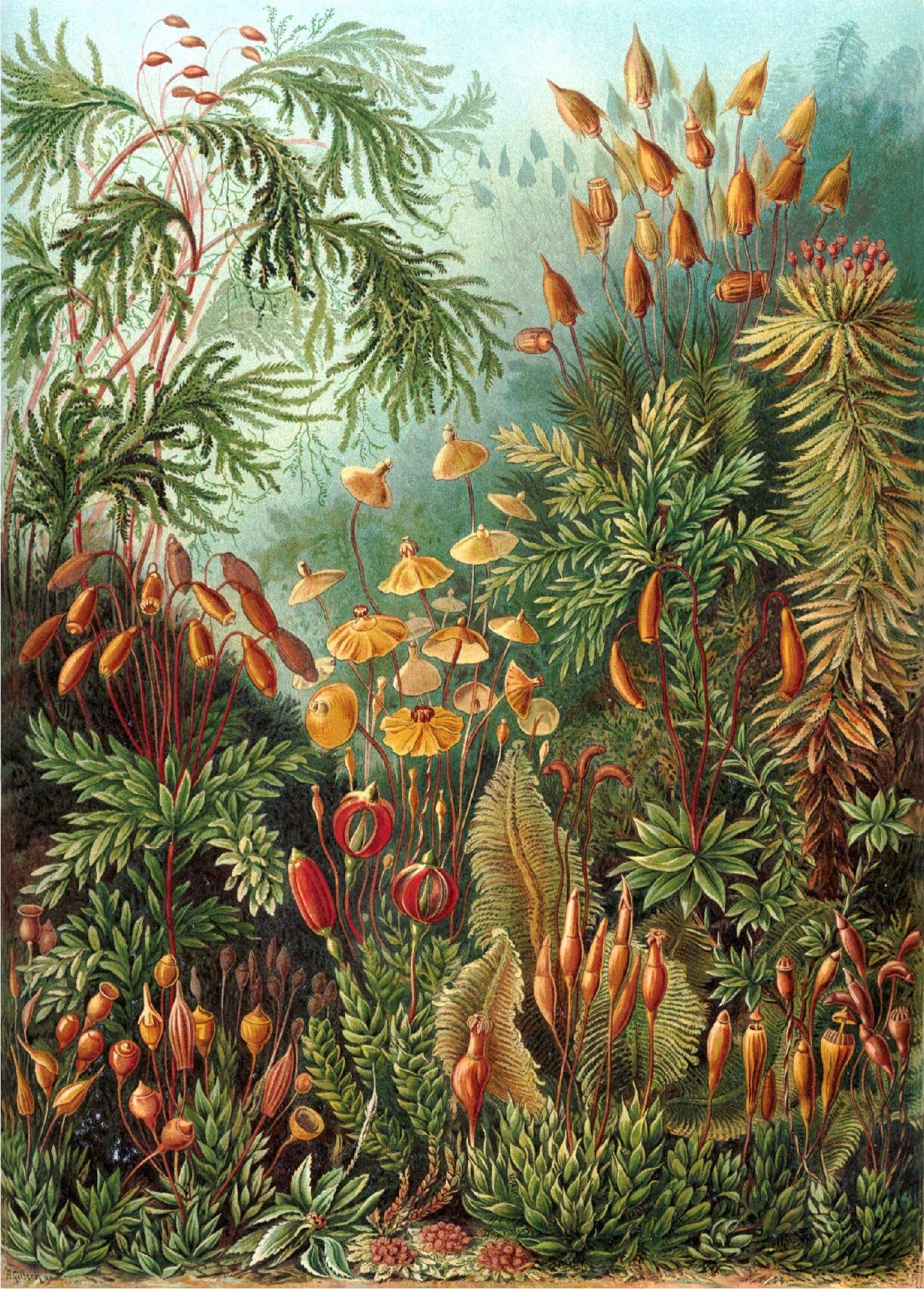 Ernst Haeckel - Muscinae en couleurs - 50 x 70 cm