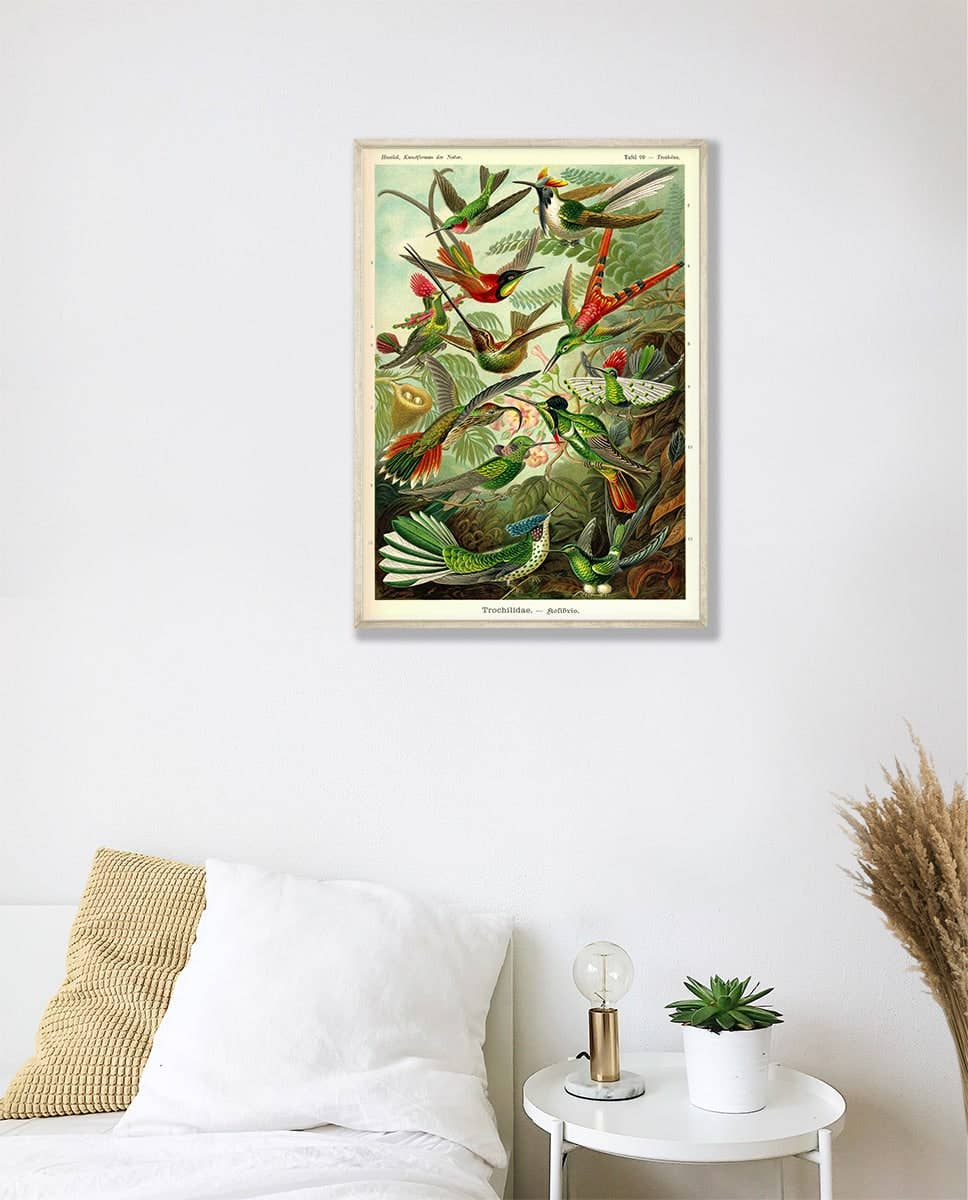 Ernst Haeckel - Colibris - 50 x 70 cm