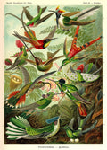 Ernst Haeckel - Colibris - 50 x 70 cm