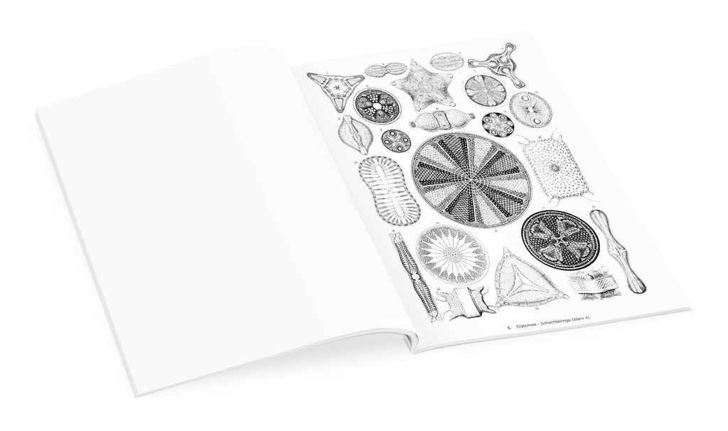 Livre de coloriage Ernst Haeckel : Les formes d'art dans la nature