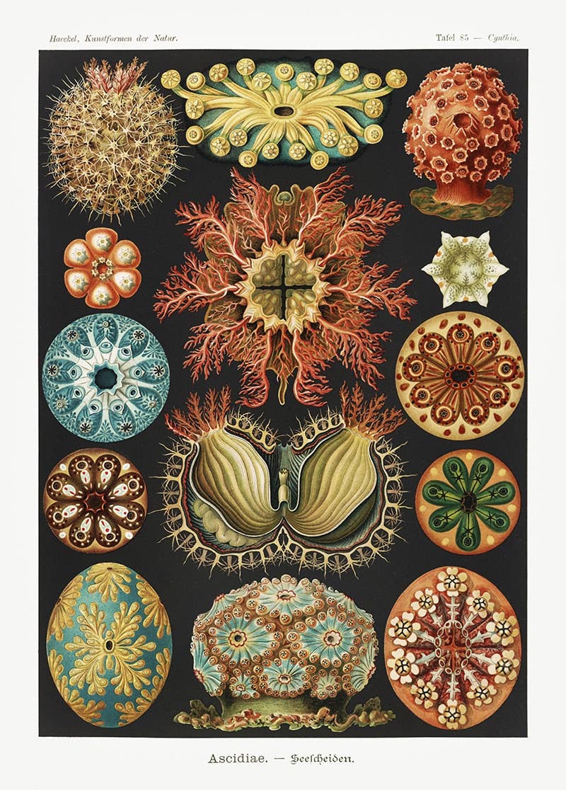 Ernst Haeckel - Ascidiae colorées - 50 x 70 cm