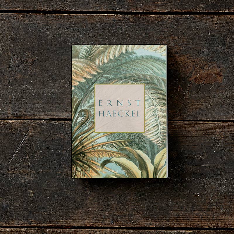 Ensemble de cartes Ernst Haeckel avec 8 cartes et enveloppes