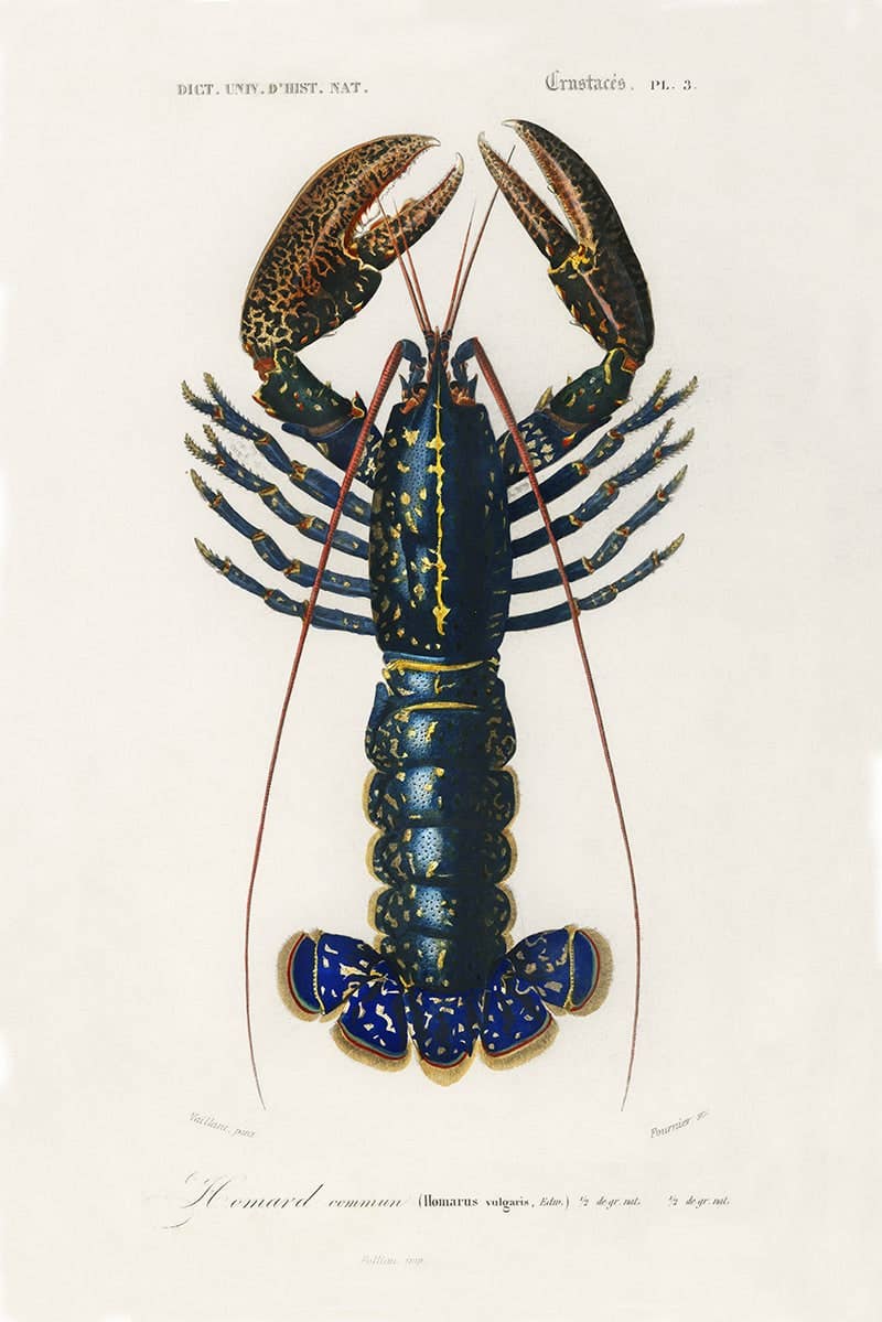 Langouste - 50 x 70 cm